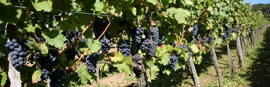 Teaserbild Weinbau Herzog Fuerlinger Grossau Bad Voeslau